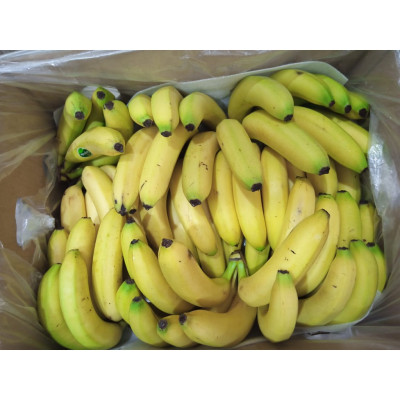 Pisang Cavendish Sunpride C3 (900g - 1kg)
