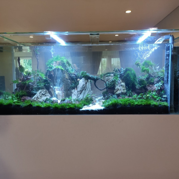 Aquarium Aquascape Design Full set Tema Natural dengan Air Terjun