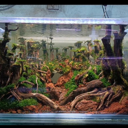 Aquarium Aquascape Design Tema Jungle Size P60xL40xT40 # 1