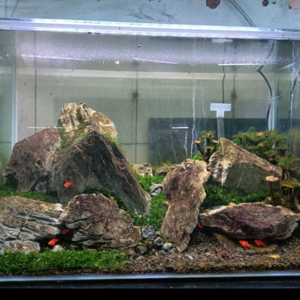 Aquarium Aquascape Design Tema Iwagumi Size P70xL40xT45 # 1