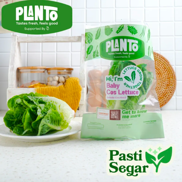 Planto Baby Cos Lettuce 100 - 150 gram