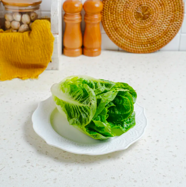 Planto Baby Cos Lettuce 100 - 150 gram