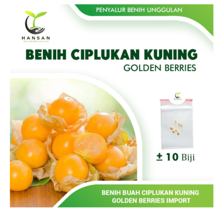 10 Benih Ciplukan Kuning Golden Berries Bibit Tanaman Buah Buahan
