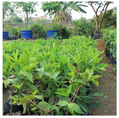 Bibit Jambu Air King Rose / Bibit Buah Buahan Dalam Pot Termurah