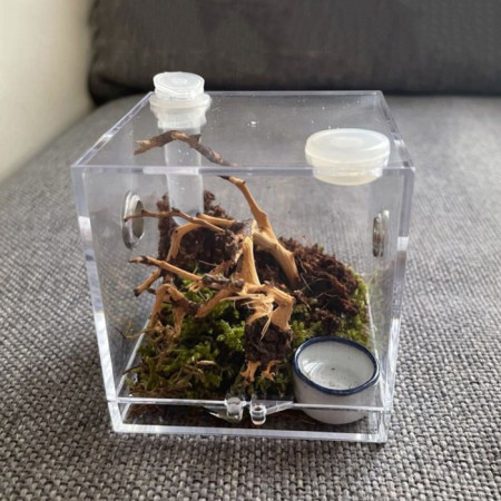 1 Set Kotak Rakitan Terarium Serangga Laba-Laba Reptil Semut Bahan