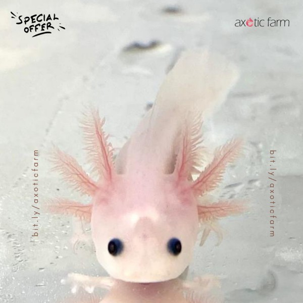 Axolotl Baby (5-9 cm)