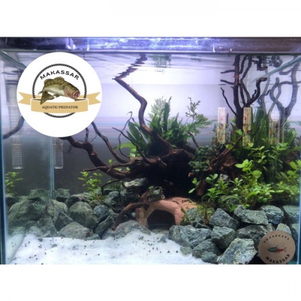 AXOLOTL MARBLE / ALBINO JUVENILLE LENGKAP AQUARIUM