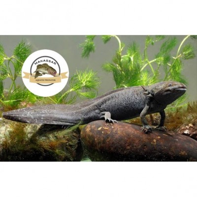 AXOLOTL MARBLE / ALBINO JUVENILLE LENGKAP AQUARIUM