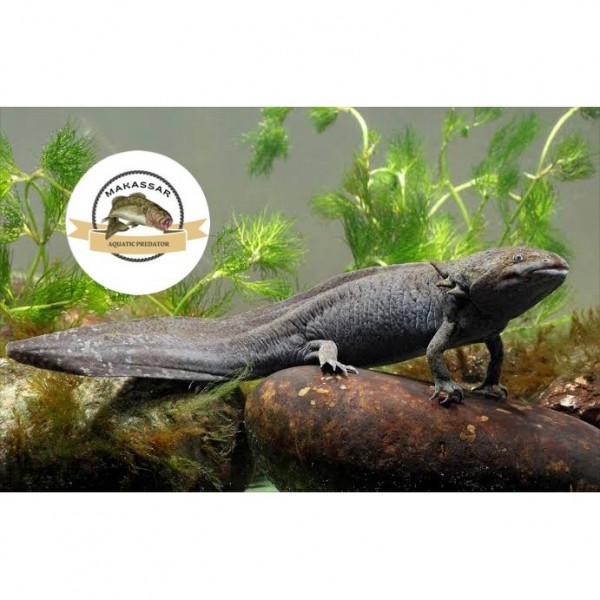 AXOLOTL MARBLE / ALBINO JUVENILLE LENGKAP AQUARIUM