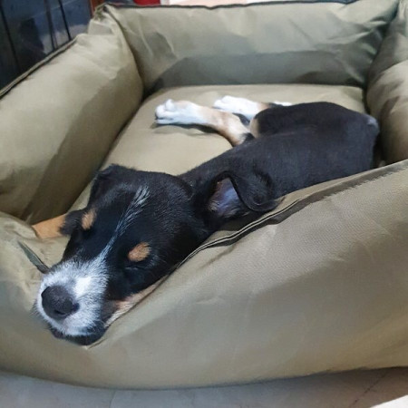 Ranjang Anjing - Pet Bed Waterproof | Medium