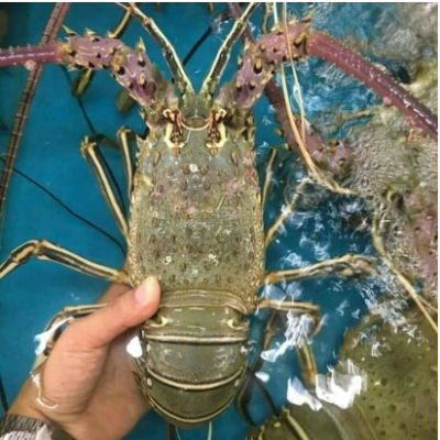 Lobster Laut FreshFrozen Sz 200-300-500-1000gr - Size 200-300