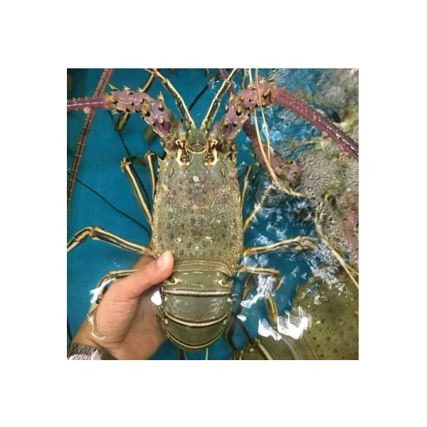 Lobster Laut FreshFrozen Sz 200-300-500-1000gr - Size 200-300