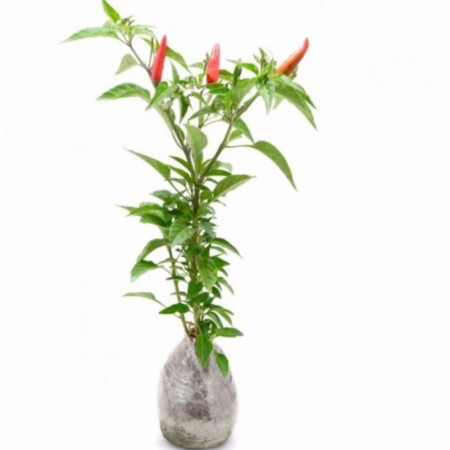 Bibit Tanaman Cabai Rawit Setan