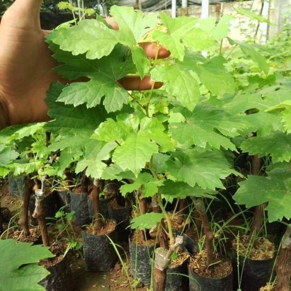 Bibit Tanaman Buah anggur transfiguration