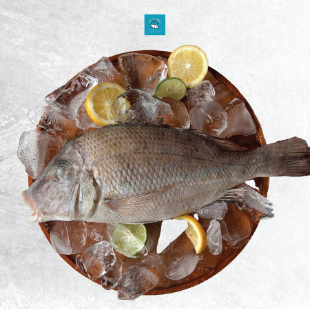 Ikan kakap putih segar - Utuh
