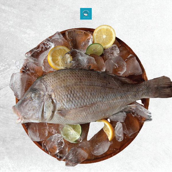 Ikan kakap putih segar - Utuh