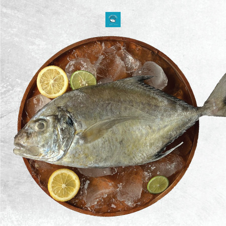 Ikan kuwe segar - Sedang, utuh