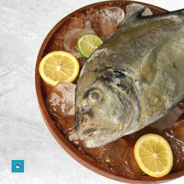 Ikan kuwe segar - Sedang, utuh