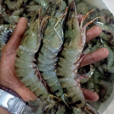 Udang Pancet Segar 1kg - SIZE 45-50