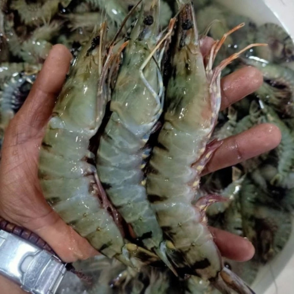 Udang Pancet Segar 1kg - SIZE 45-50
