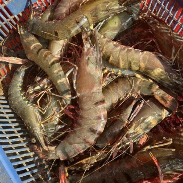 Udang Pancet Segar 1kg - SIZE 45-50