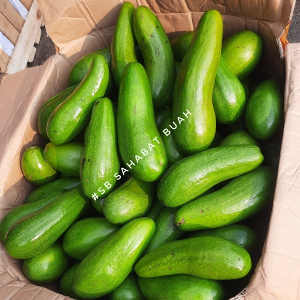 Alpukat Mentega Aligator