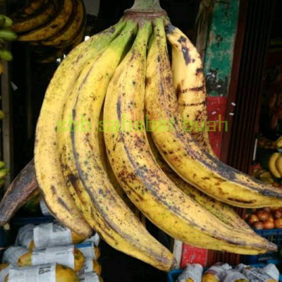 Pisang Tanduk