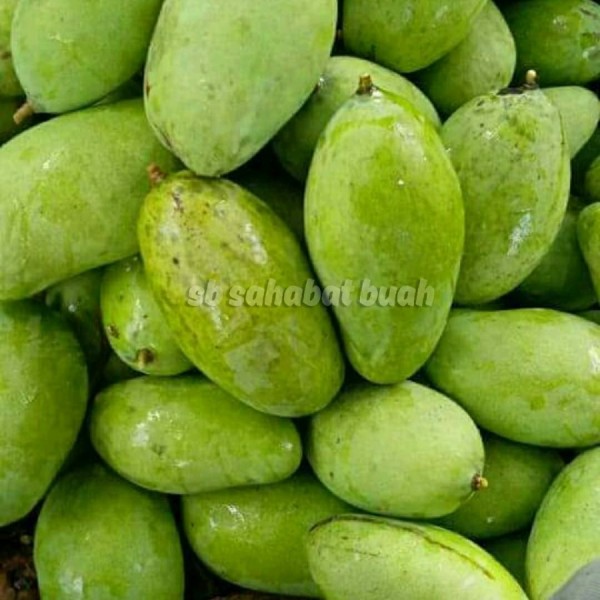 Mangga Muda