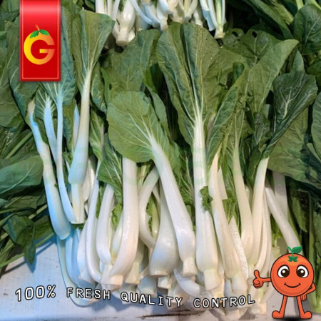 Pakchoy Putih