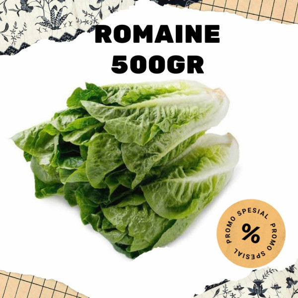 Romaine Lettuce