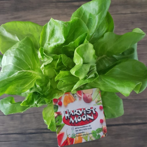 Butterhead Lettuce