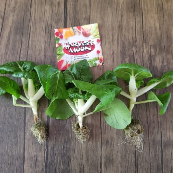 Mini Pakchoy Naibai