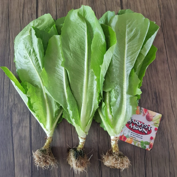 Romaine Hidroponik