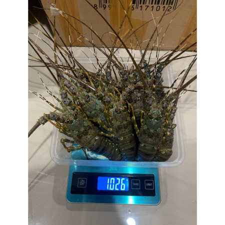 Lobster Laut Frozen fresh