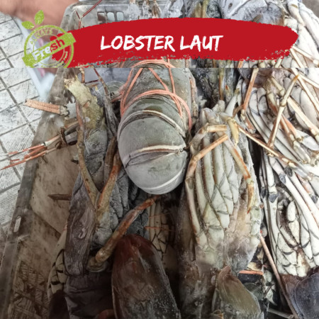 Lobster Laut Frozen fresh
