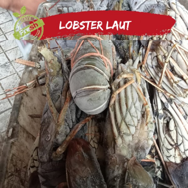 Lobster Laut Frozen fresh