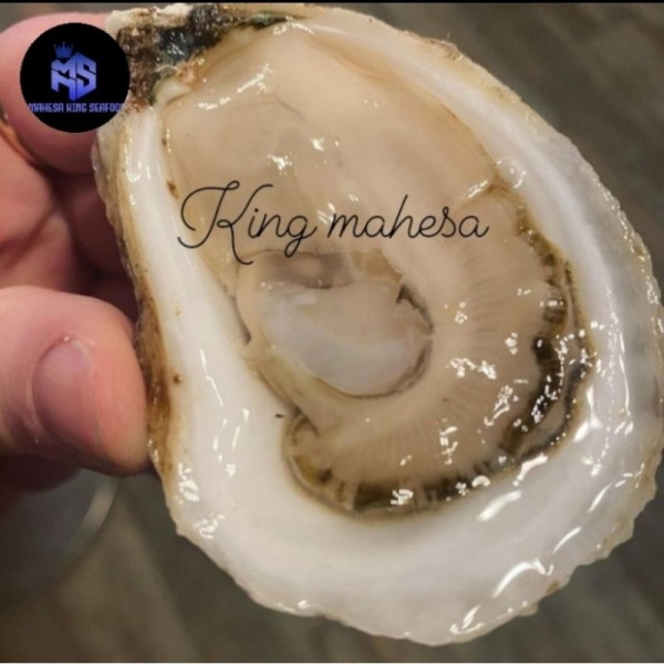 Kerang Tiram Oyster live hidup segar seafood 1kg