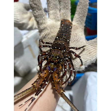 Lobster Laut Frozen Fresh isi 12-15 ekor/kg