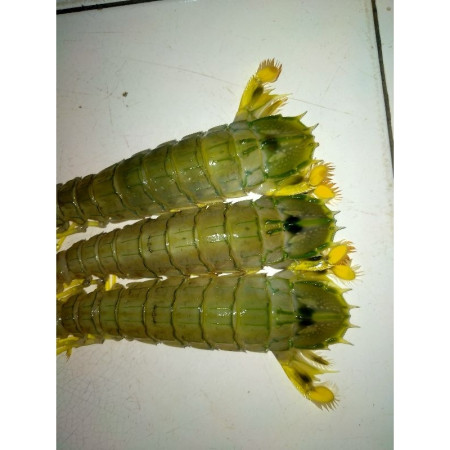 Udang Ronggeng Segar Seafood Fresh 1Kg BERGARANSI