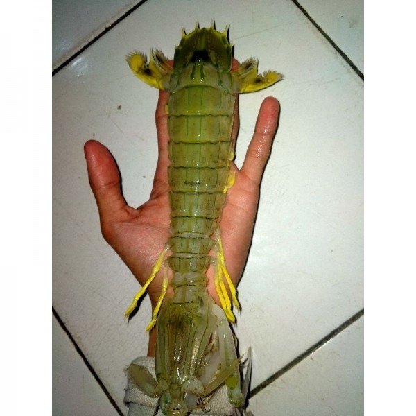 Udang Ronggeng Segar Seafood Fresh 1Kg BERGARANSI
