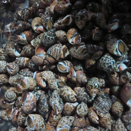 Keong Macan Seafood Makanan Segar Hasil Laut Segar