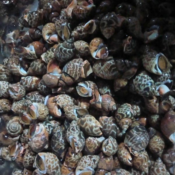 Keong Macan Seafood Makanan Segar Hasil Laut Segar