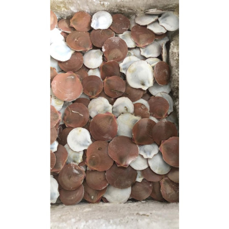 Kerang Simping scallop Frozen