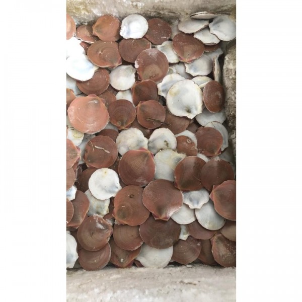 Kerang Simping scallop Frozen