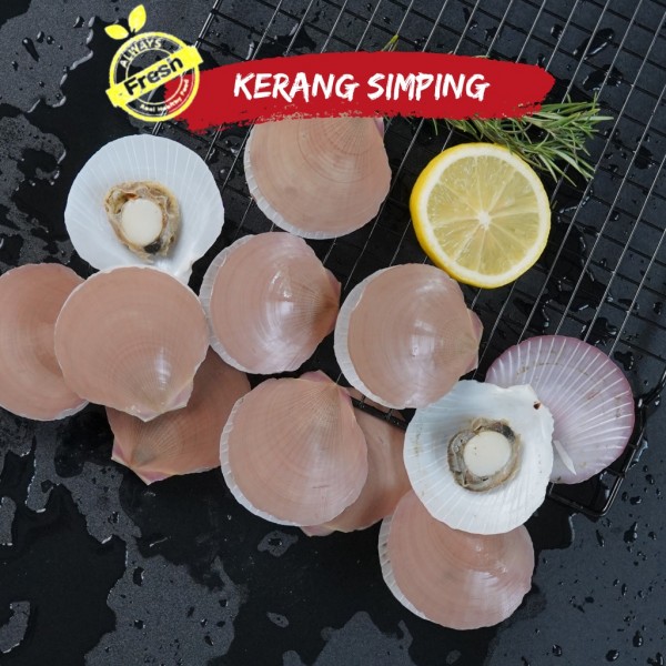 Kerang Simping scallop Frozen