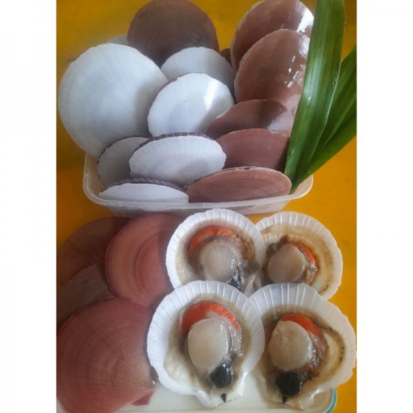 KERANG SIMPING UTUH FROZEN 1000 gram
