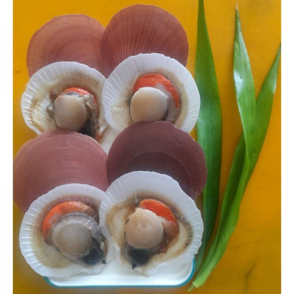 KERANG SIMPING UTUH FROZEN 1000 gram