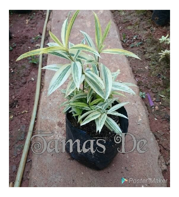 Bambu Jepang Varigata