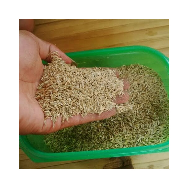 benih biji rumput gajah mini - bibit rumput gajah mini