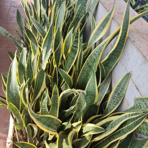 Sansivera Lidah Mertua Sanseviera Sensivera Pedang Pedangan